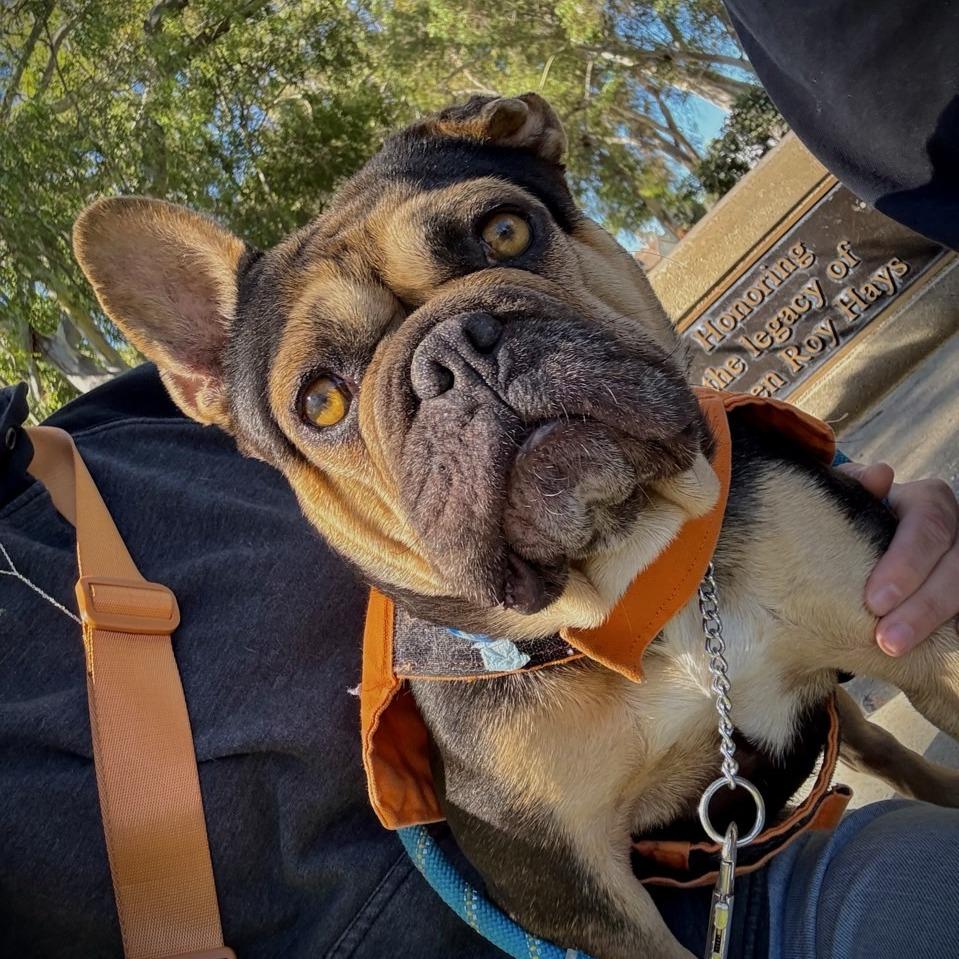 Georgette, Adoptable, Adult Female French Bulldog.