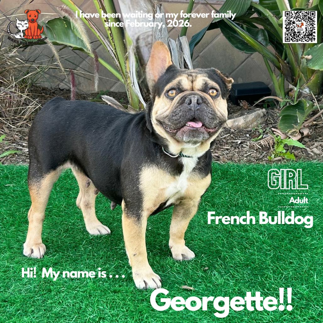 Georgette, a Adoptable French Bulldog in Westminster, CA image 2/2