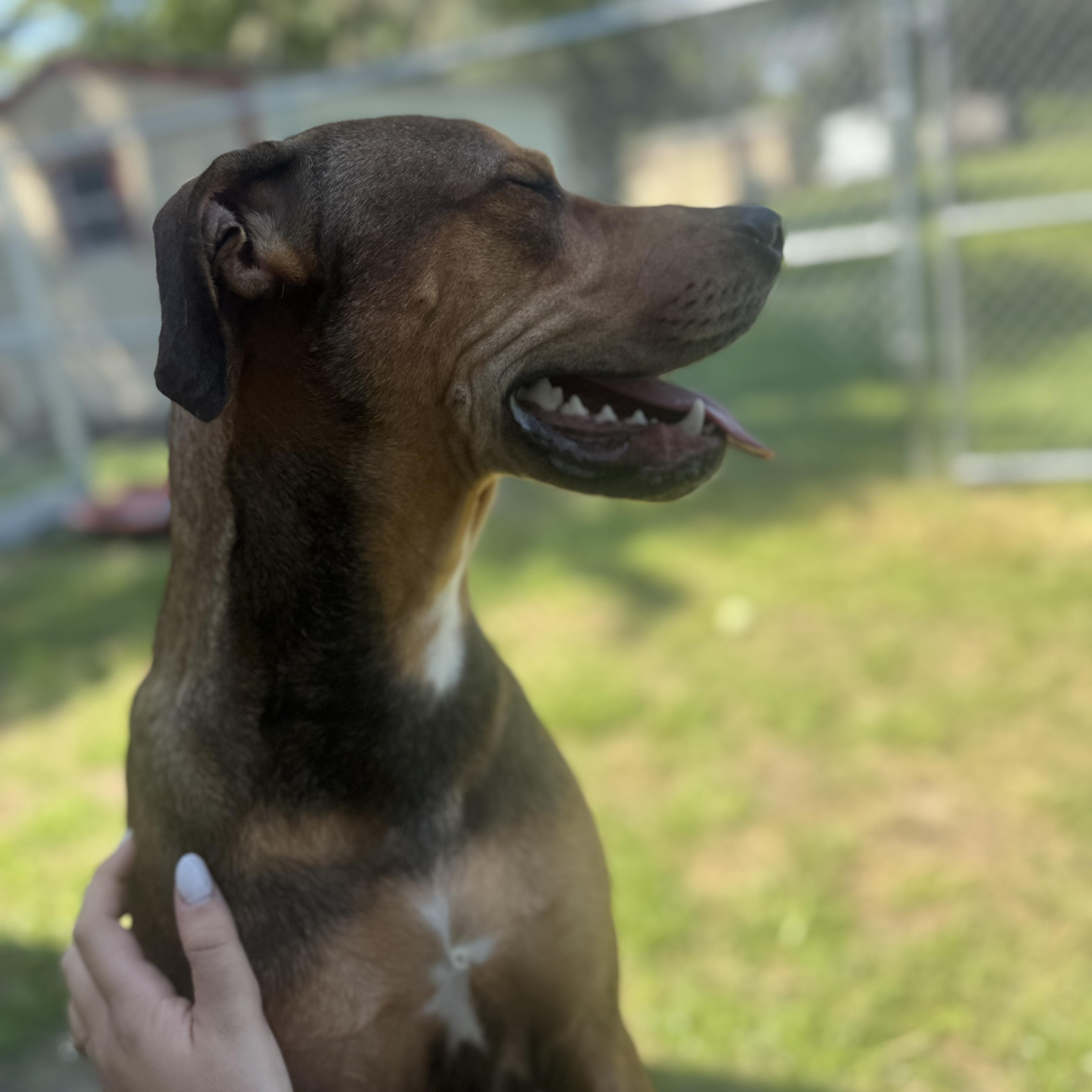 Rocky, a ADOPTABLE Mixed Breed in St. Augustine, FL image 2/4