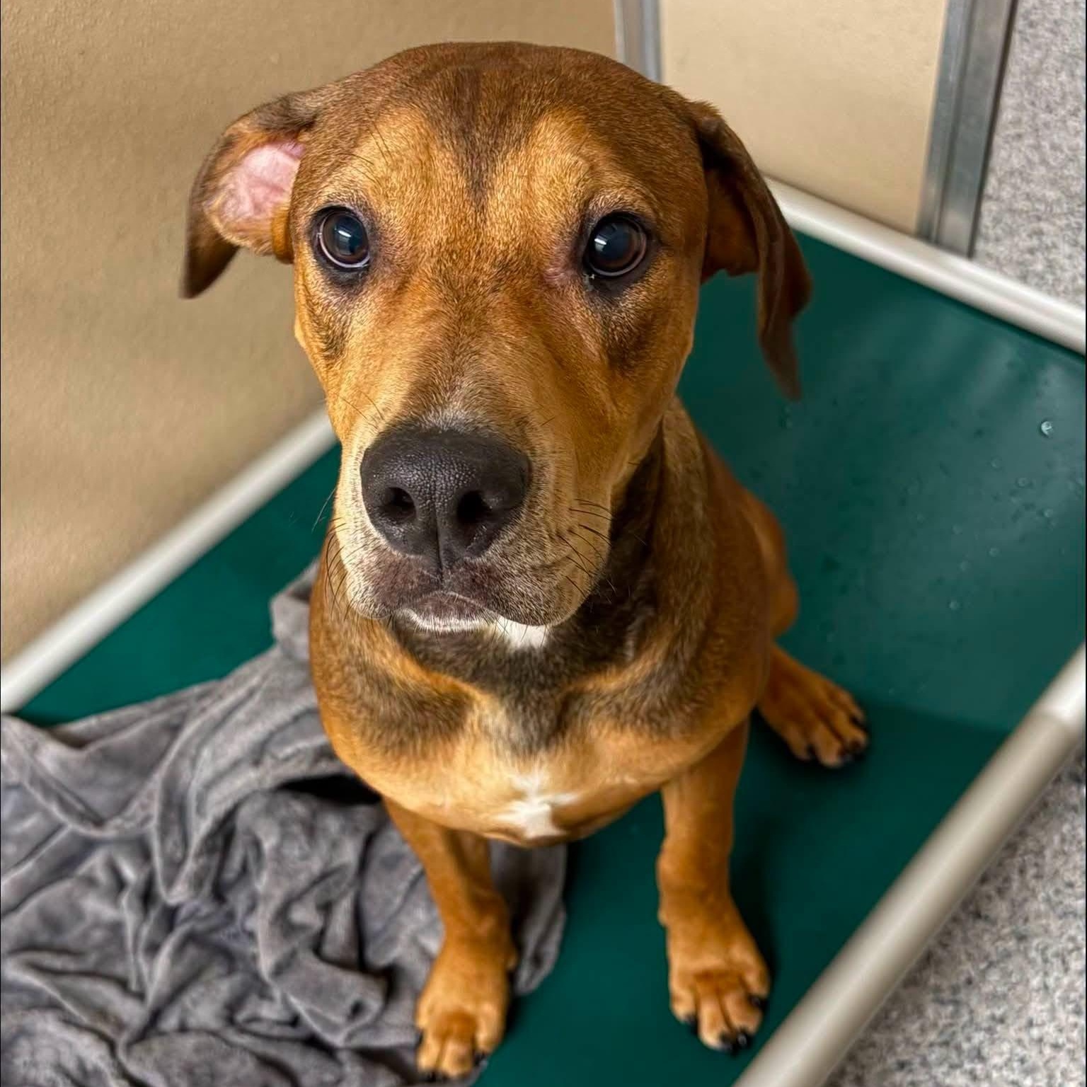 Rocky, a ADOPTABLE Mixed Breed in St. Augustine, FL image 4/4