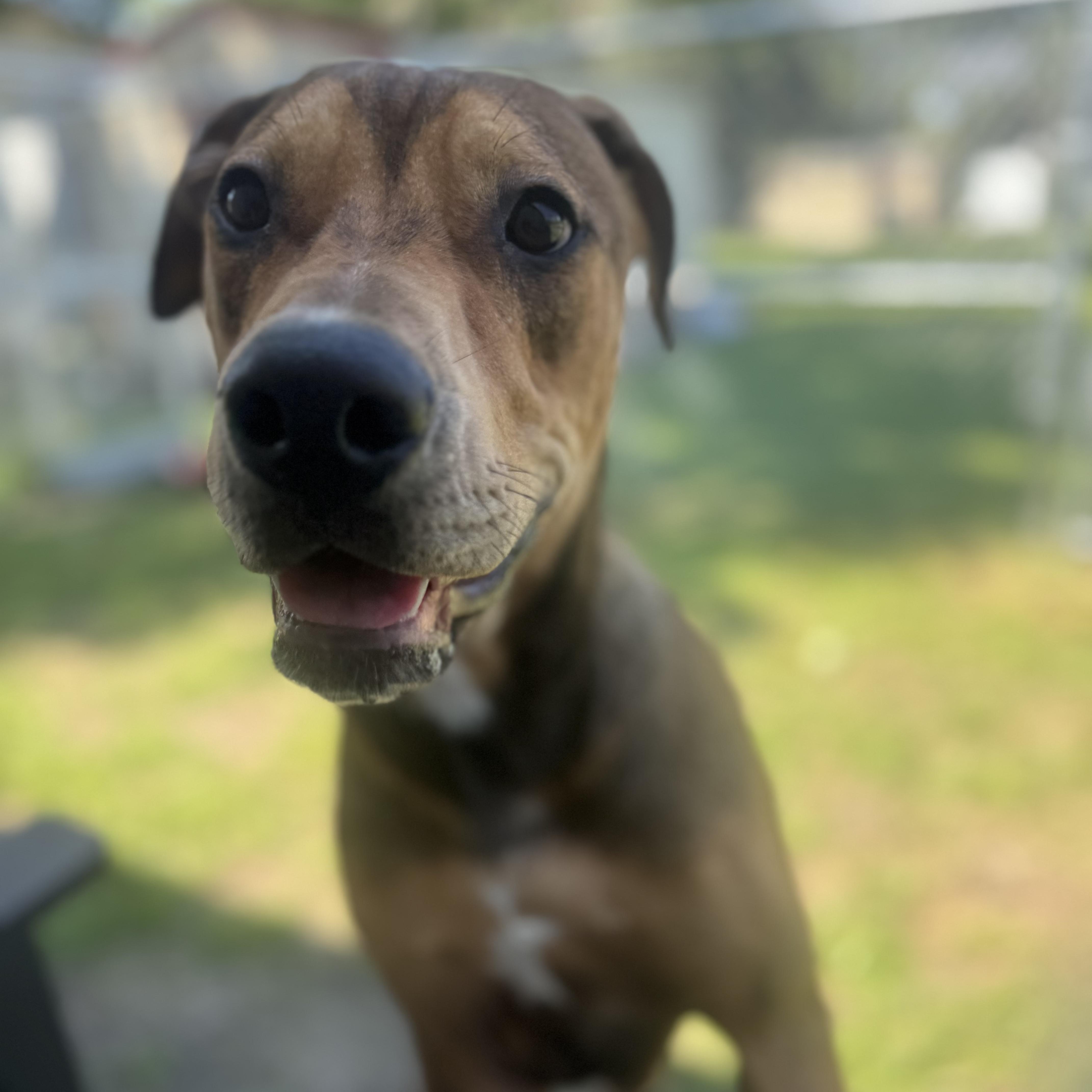 Rocky, ADOPTABLE, Young Male Mixed Breed.