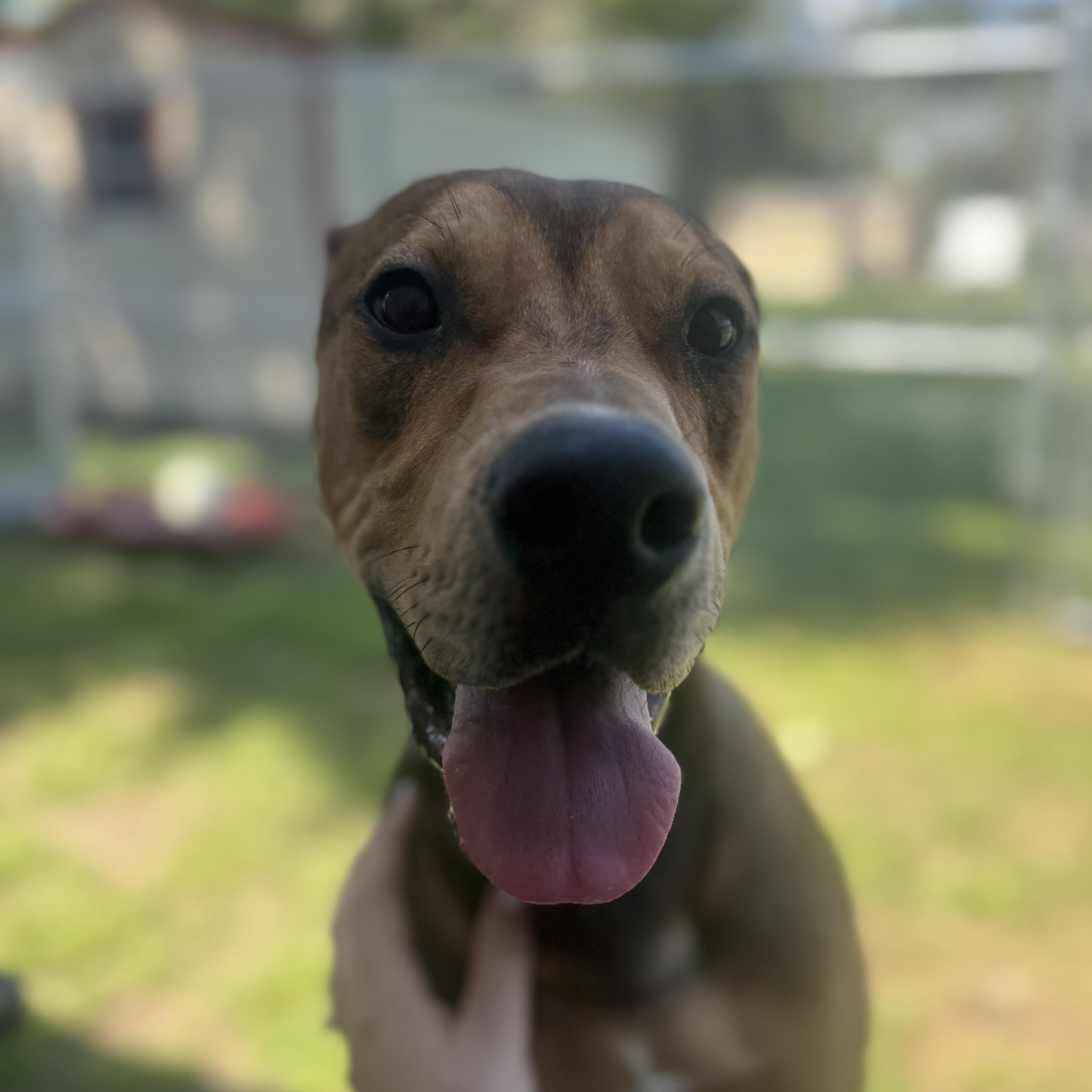 Rocky, a ADOPTABLE Mixed Breed in St. Augustine, FL image 3/4