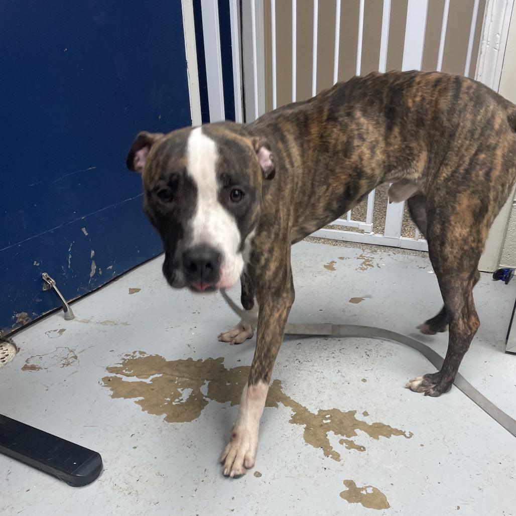 Titan, Adoptable, Adult Male Pit Bull Terrier.
