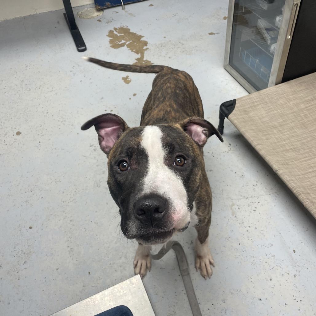 Titan, a Adoptable Pit Bull Terrier in Uniontown, PA image 2/6