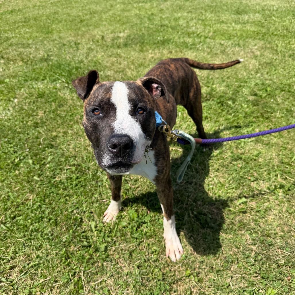 Titan, a Adoptable Pit Bull Terrier in Uniontown, PA image 3/6