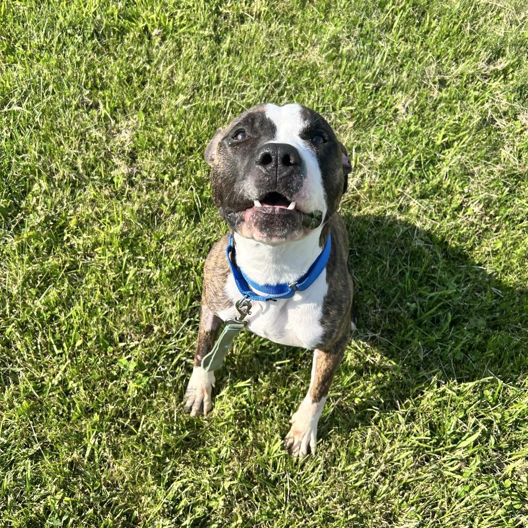 Titan, a Adoptable Pit Bull Terrier in Uniontown, PA image 3/6