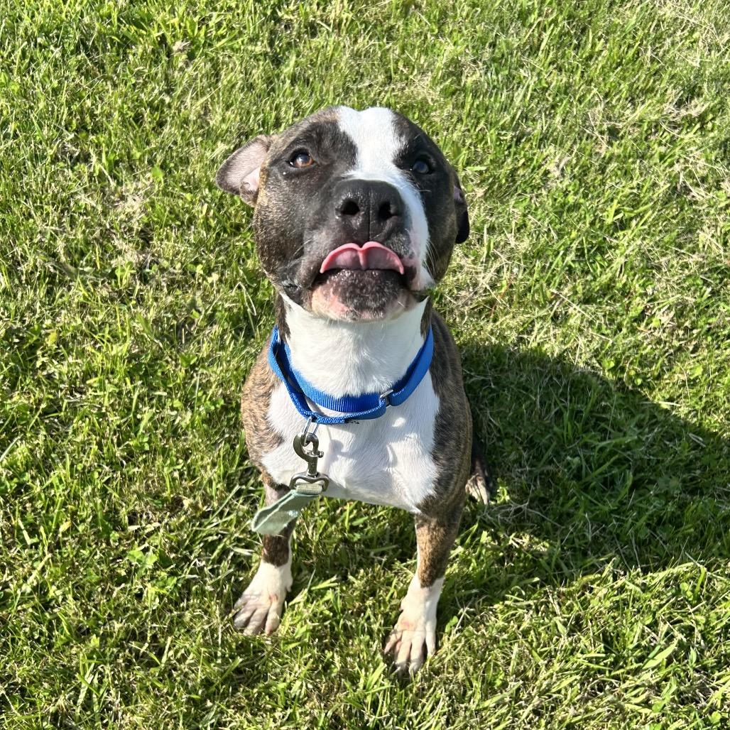 Titan, a Adoptable Pit Bull Terrier in Uniontown, PA image 4/6