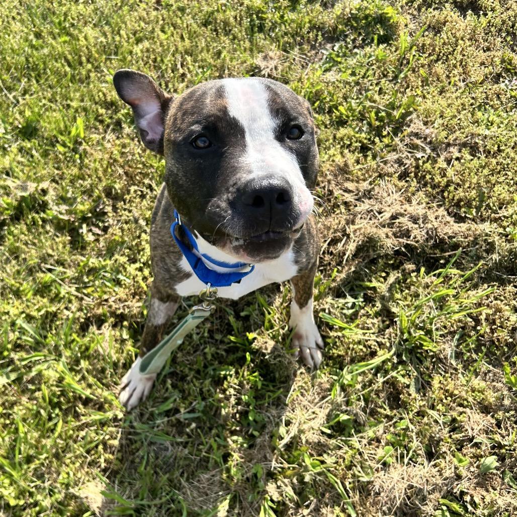Titan, a Adoptable Pit Bull Terrier in Uniontown, PA image 5/6