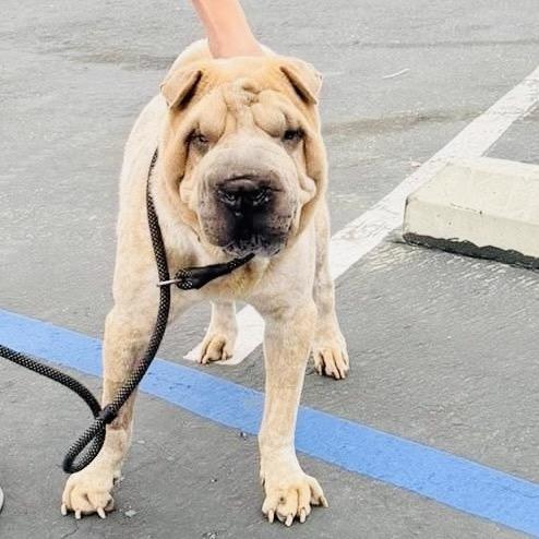 Enlarge Captain (C000-576) - Available by Appointment - Costa Mesa Location, a Adoptable Shar-Pei in Chino Hills, CA image 1/6