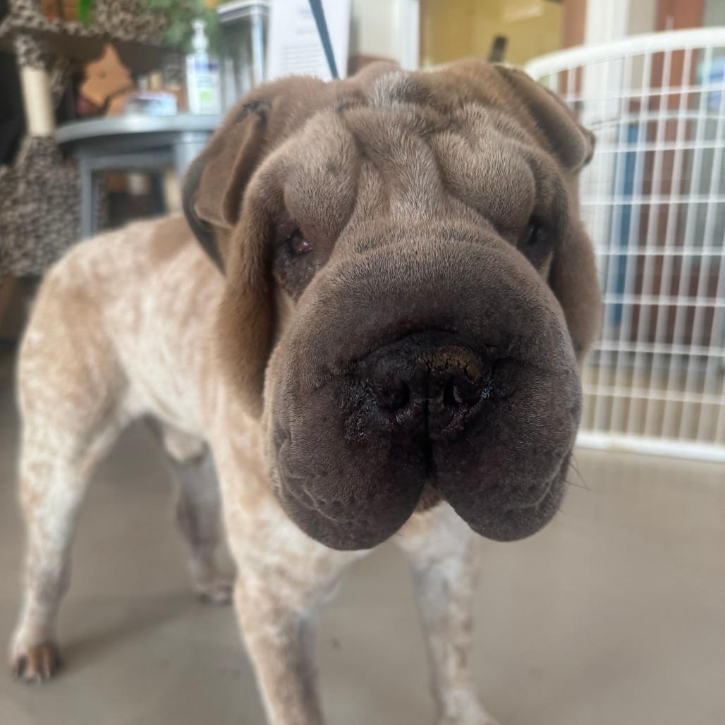 Enlarge Captain (C000-576) - Available by Appointment - Costa Mesa Location, a Adoptable Shar-Pei in Chino Hills, CA image 2/6