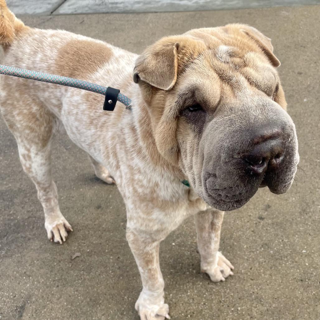 Enlarge Captain (C000-576) - Available by Appointment - Costa Mesa Location, a Adoptable Shar-Pei in Chino Hills, CA image 3/6