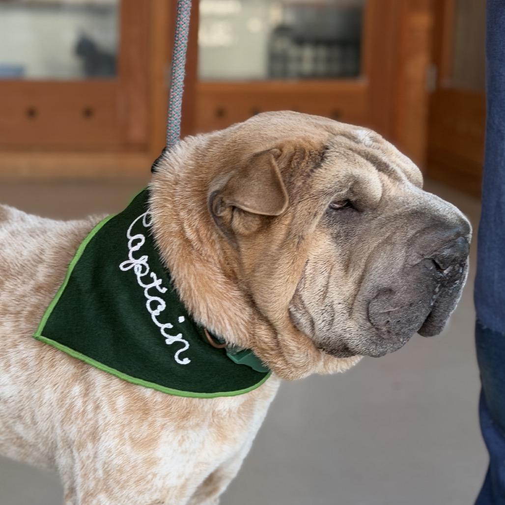 Enlarge Captain (C000-576) - Available by Appointment - Costa Mesa Location, a Adoptable Shar-Pei in Chino Hills, CA image 4/6