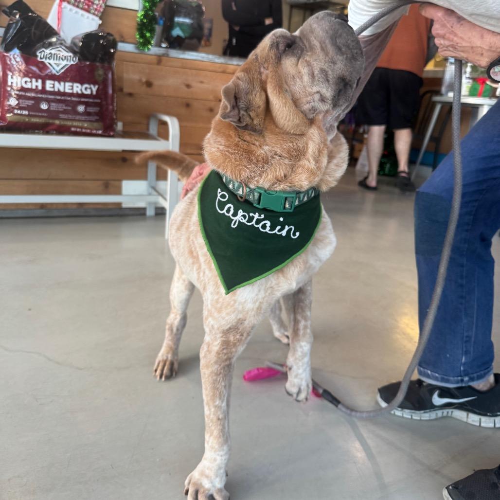 Enlarge Captain (C000-576) - Available by Appointment - Costa Mesa Location, a Adoptable Shar-Pei in Chino Hills, CA image 6/6