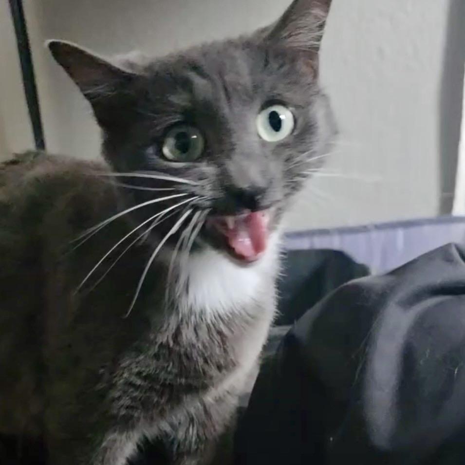 Valentine, Adoptable, Adult Female Domestic Short Hair.