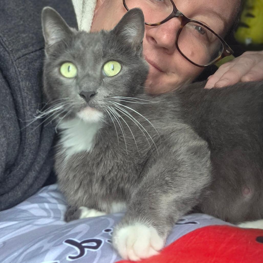 Enlarge Valentine, a Adoptable Domestic Short Hair in Escondido, CA image 2/6