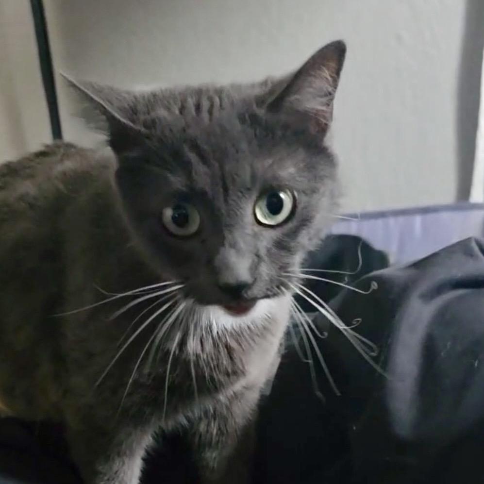 Enlarge Valentine, a Adoptable Domestic Short Hair in Escondido, CA image 3/6