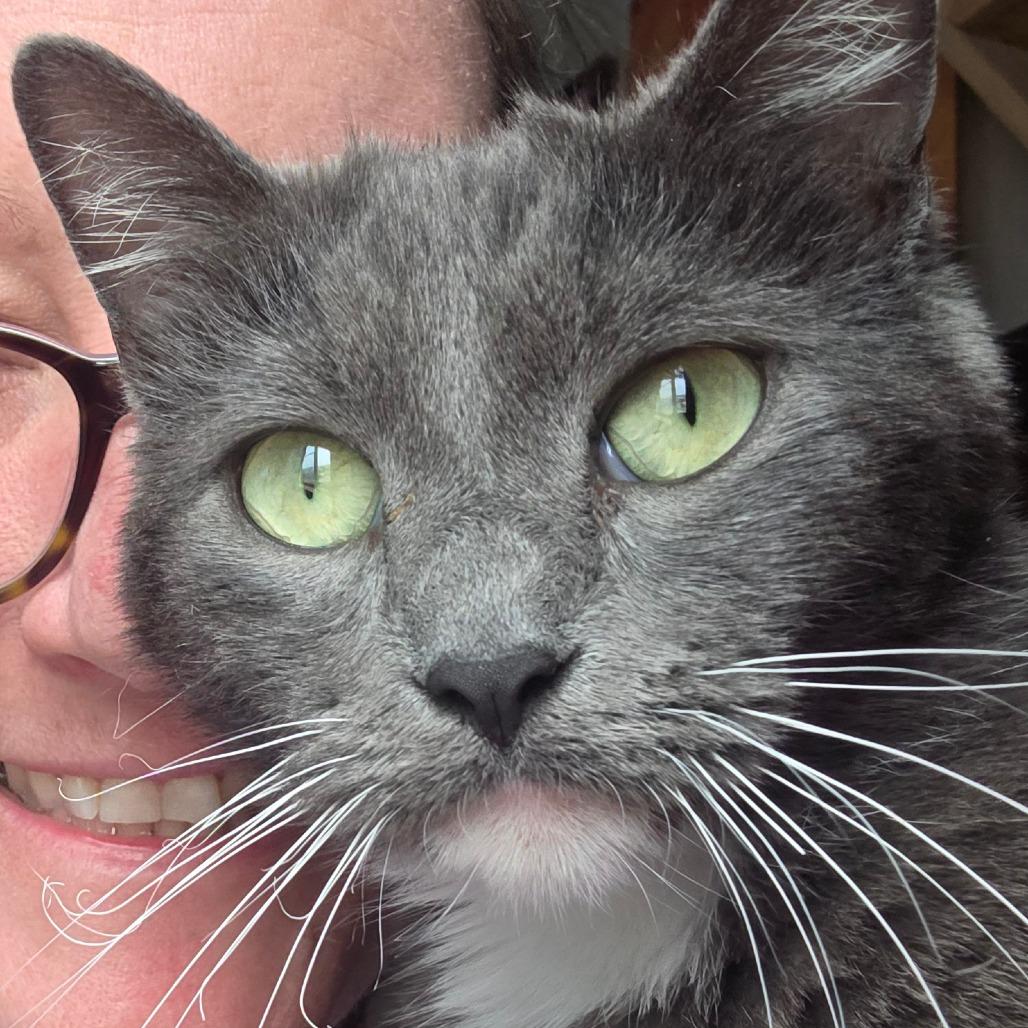 Enlarge Valentine, a Adoptable Domestic Short Hair in Escondido, CA image 5/6