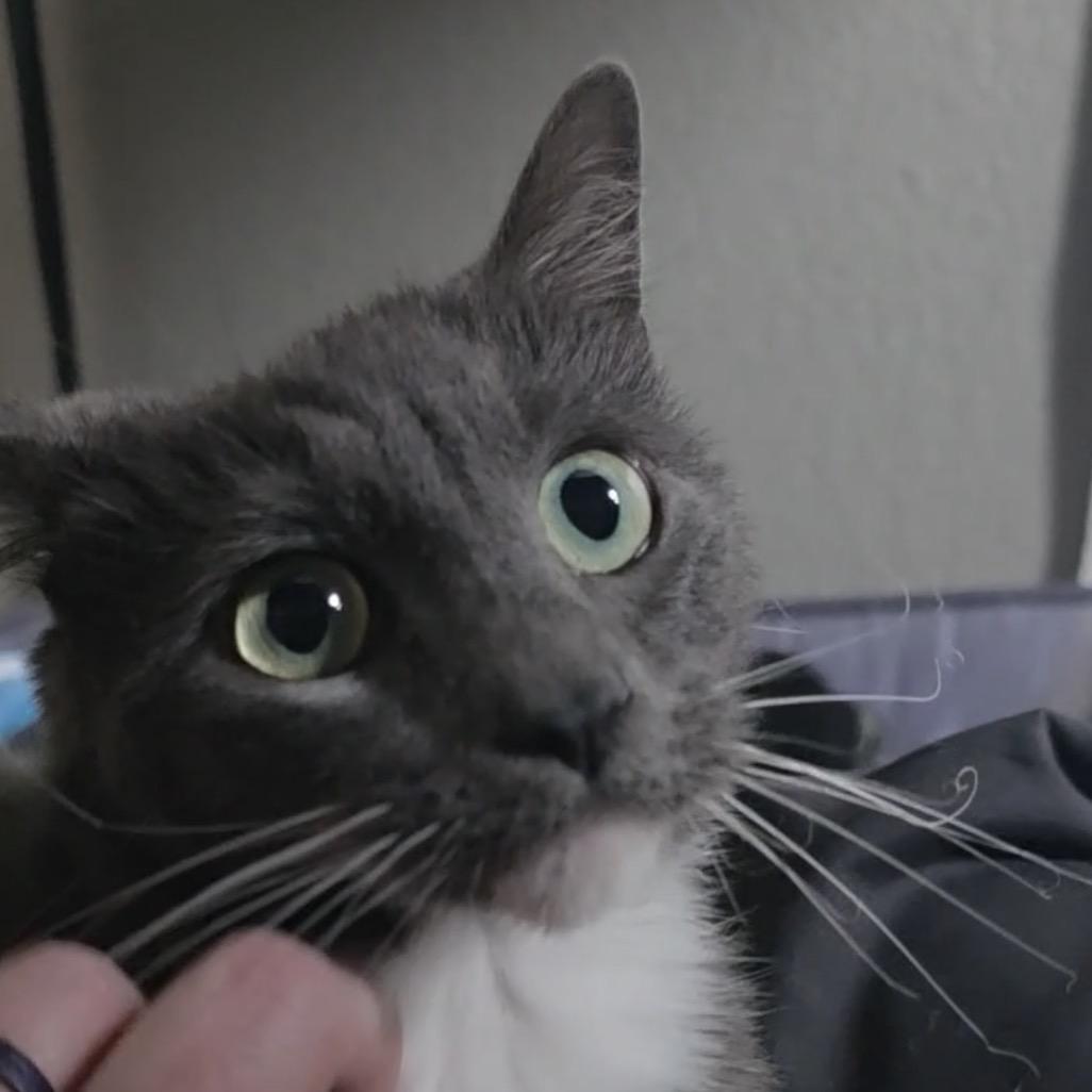 Enlarge Valentine, a Adoptable Domestic Short Hair in Escondido, CA image 6/6