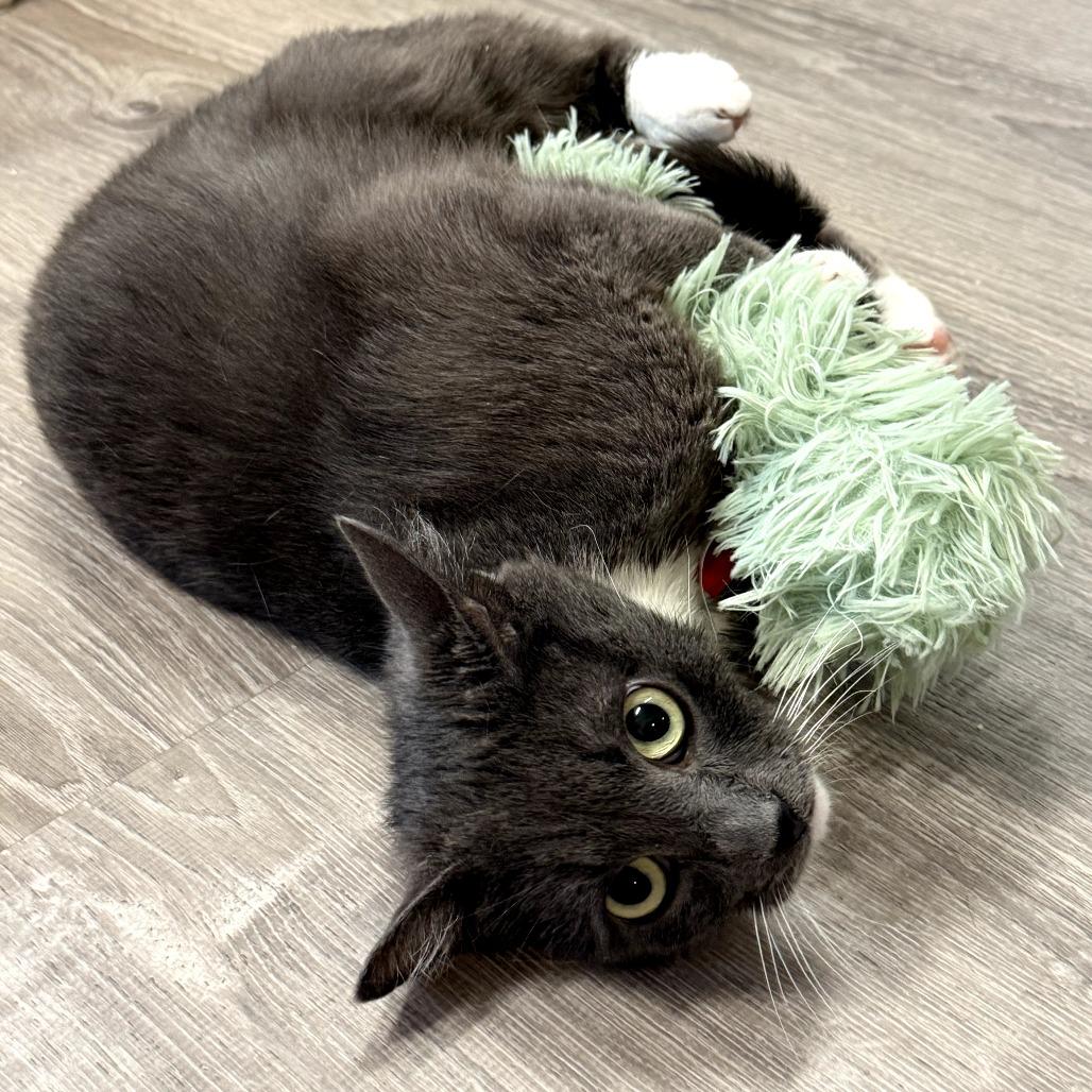 Enlarge Valentine, a Adoptable Domestic Short Hair in Escondido, CA image 6/6