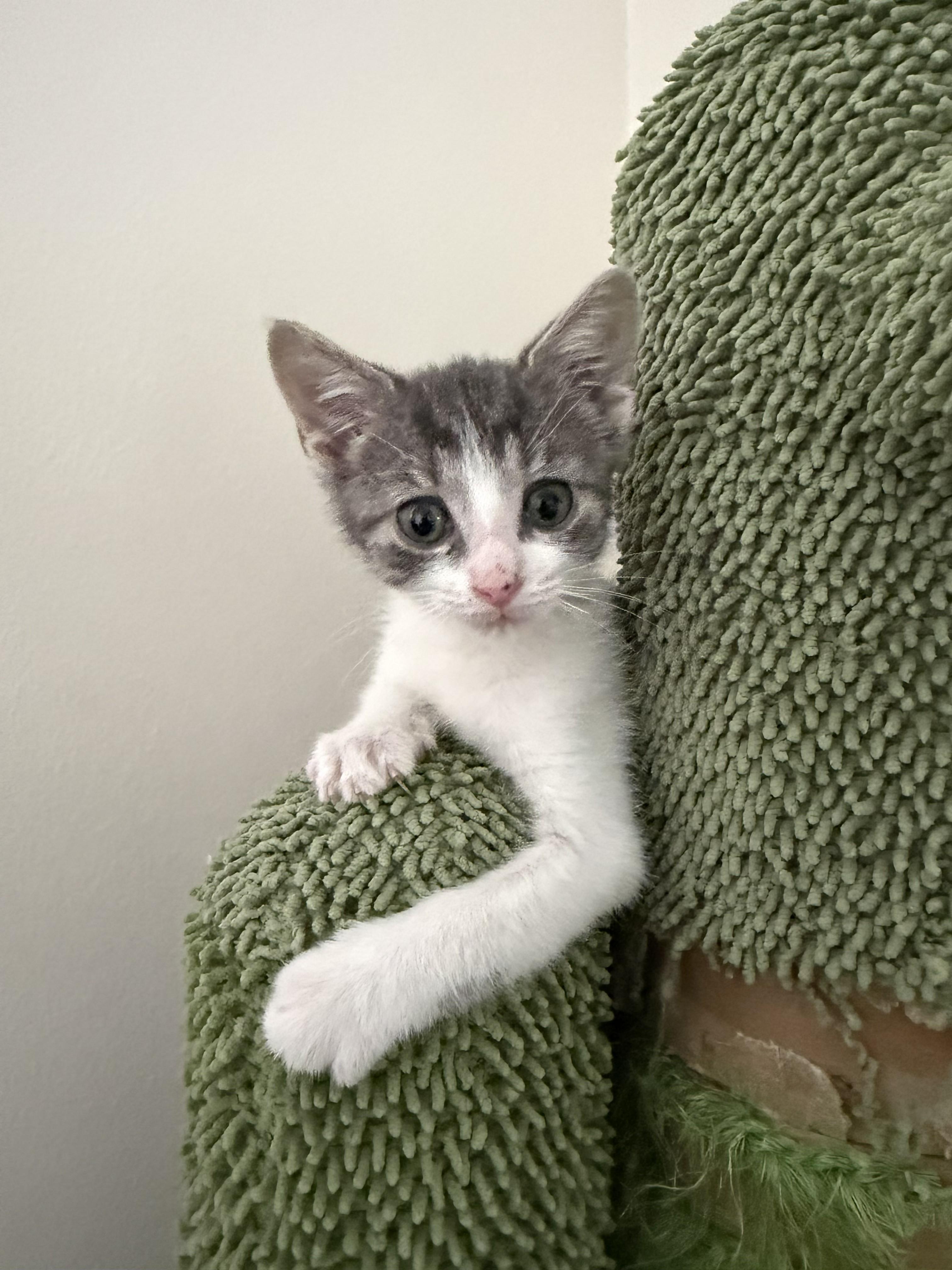 Fez, ADOPTABLE, Kitten Male American Shorthair.