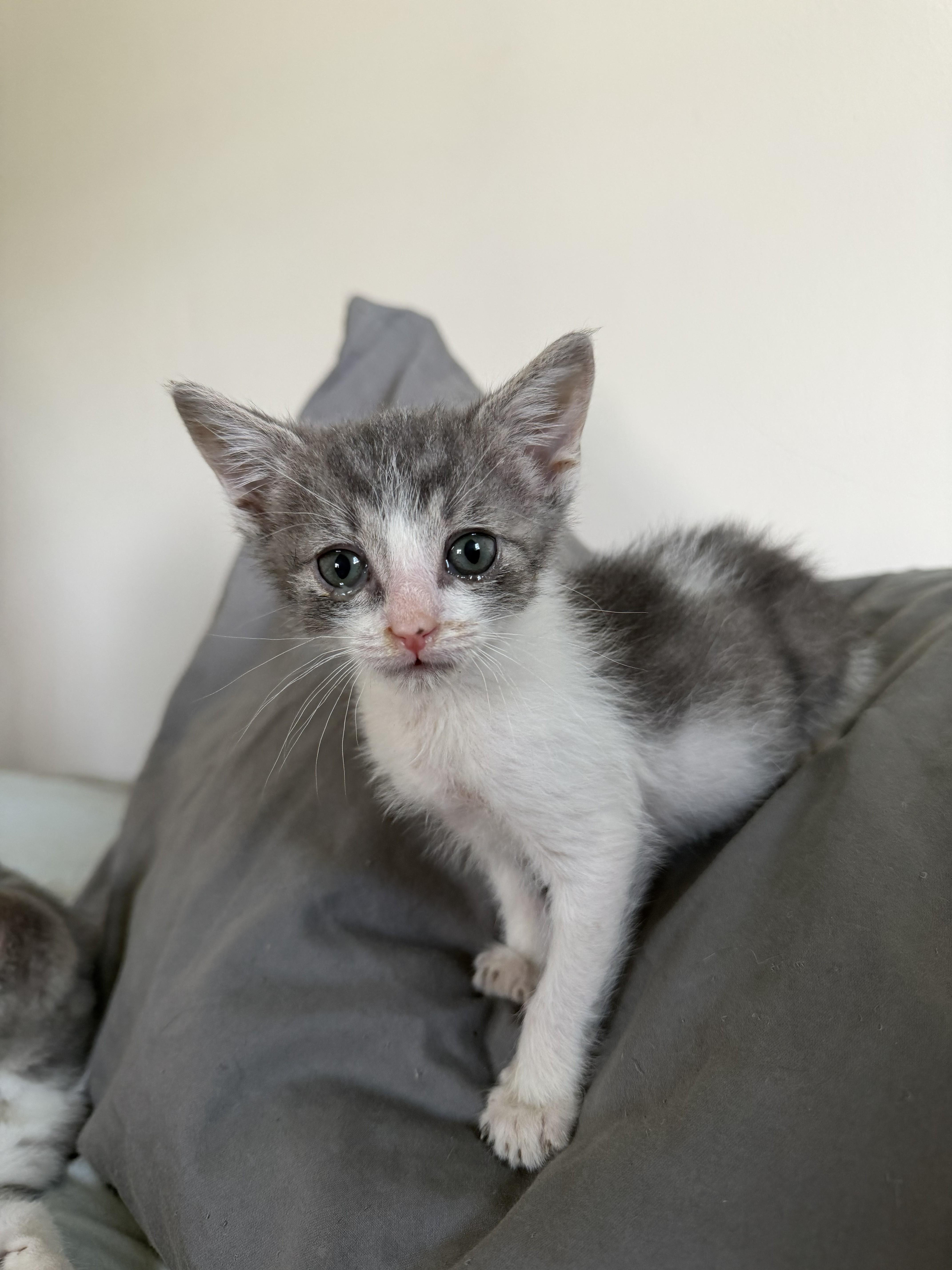 Fez, a ADOPTABLE American Shorthair in Springfield, MA image 2/2