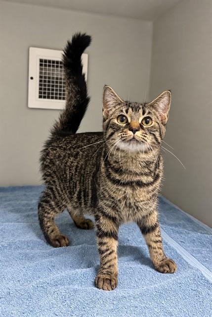 Enlarge JILL, a Adoptable Domestic Short Hair in Statesville, NC image 1/1