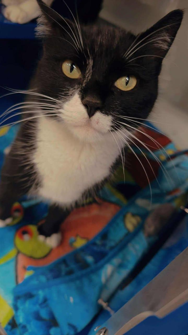 Bird(Tabby), Ernie(Tuxedo), & Sherlock, an adoptable Domestic Short Hair in Cherryfield, ME, 04622 | Photo Image 3