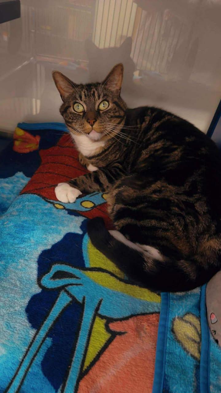 Bird(Tabby), Ernie(Tuxedo), & Sherlock, an adoptable Domestic Short Hair in Cherryfield, ME, 04622 | Photo Image 2
