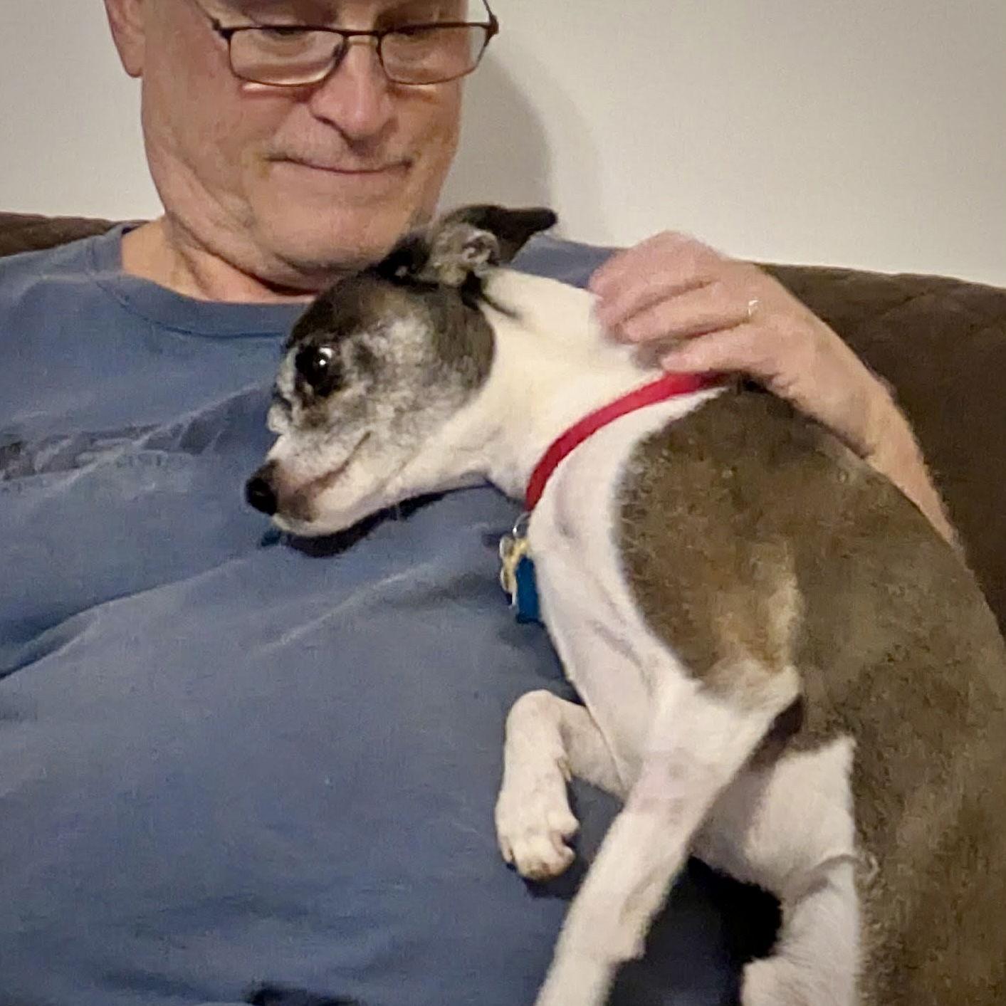 Sam Adams (TN), Adoptable, Adult Male Rat Terrier & Chihuahua.