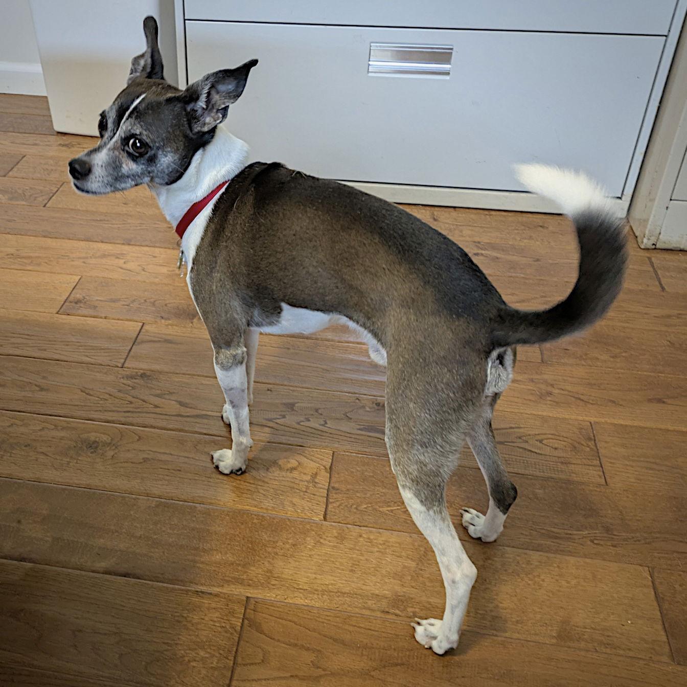 Sam Adams (TN), a Adoptable mixed breed in Chattanooga, TN image 2/3