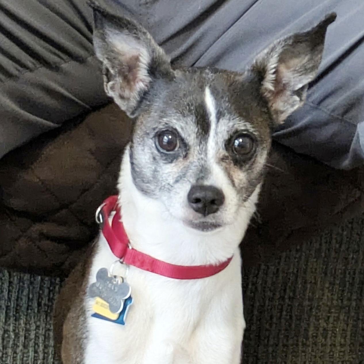 Sam Adams (TN), a Adoptable mixed breed in Chattanooga, TN image 3/3