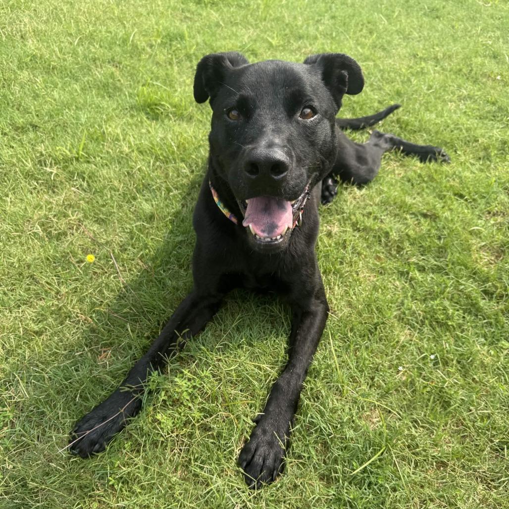 Bubba, Adoptable, Adult Male Black Labrador Retriever & American Staffordshire Terrier.