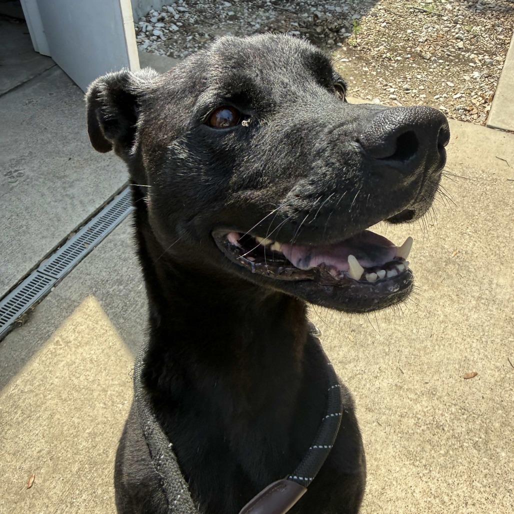 Bubba, Adoptable, Adult Male Black Labrador Retriever & American Staffordshire Terrier.