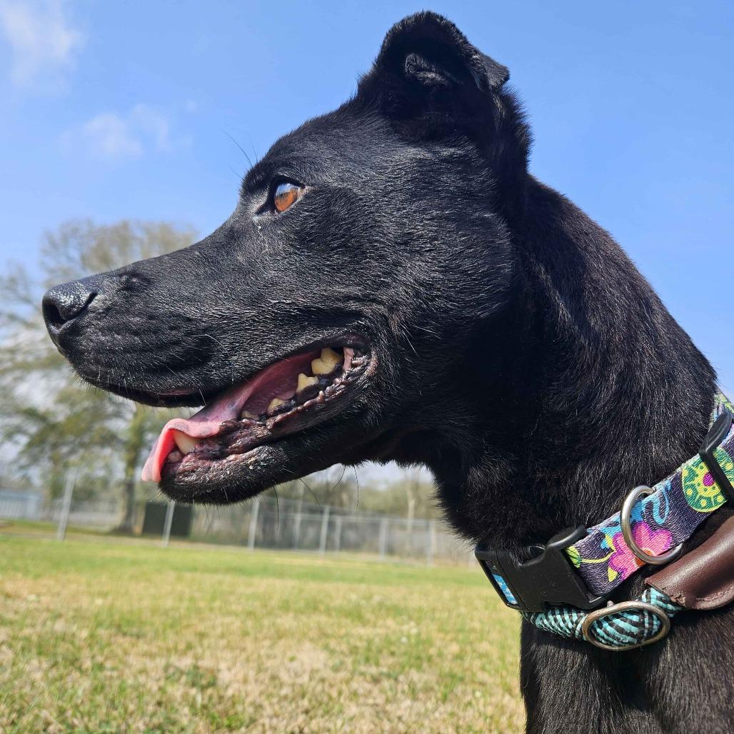 Bubba, Adoptable, Adult Male Black Labrador Retriever.