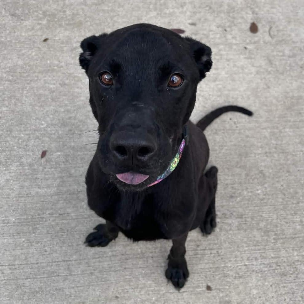 Enlarge Bubba, a Adoptable Black Labrador Retriever in Beaumont, TX image 2/6