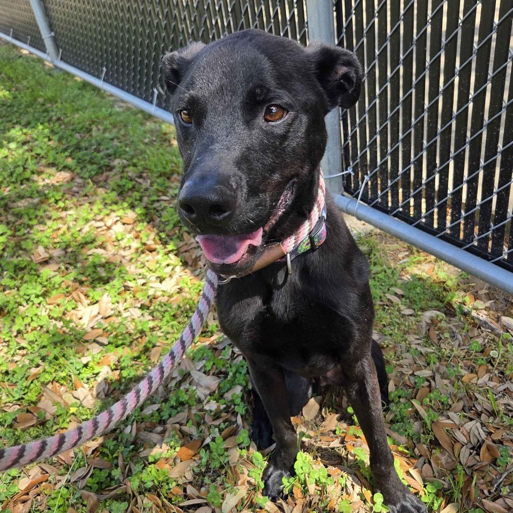 Enlarge Bubba, a Adoptable Black Labrador Retriever in Beaumont, TX image 3/6