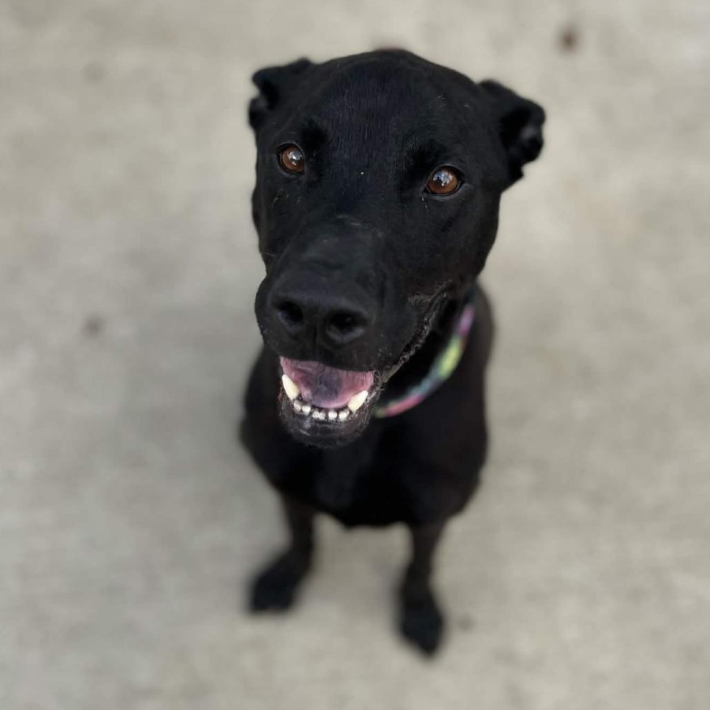 Enlarge Bubba, a Adoptable Black Labrador Retriever in Beaumont, TX image 4/6