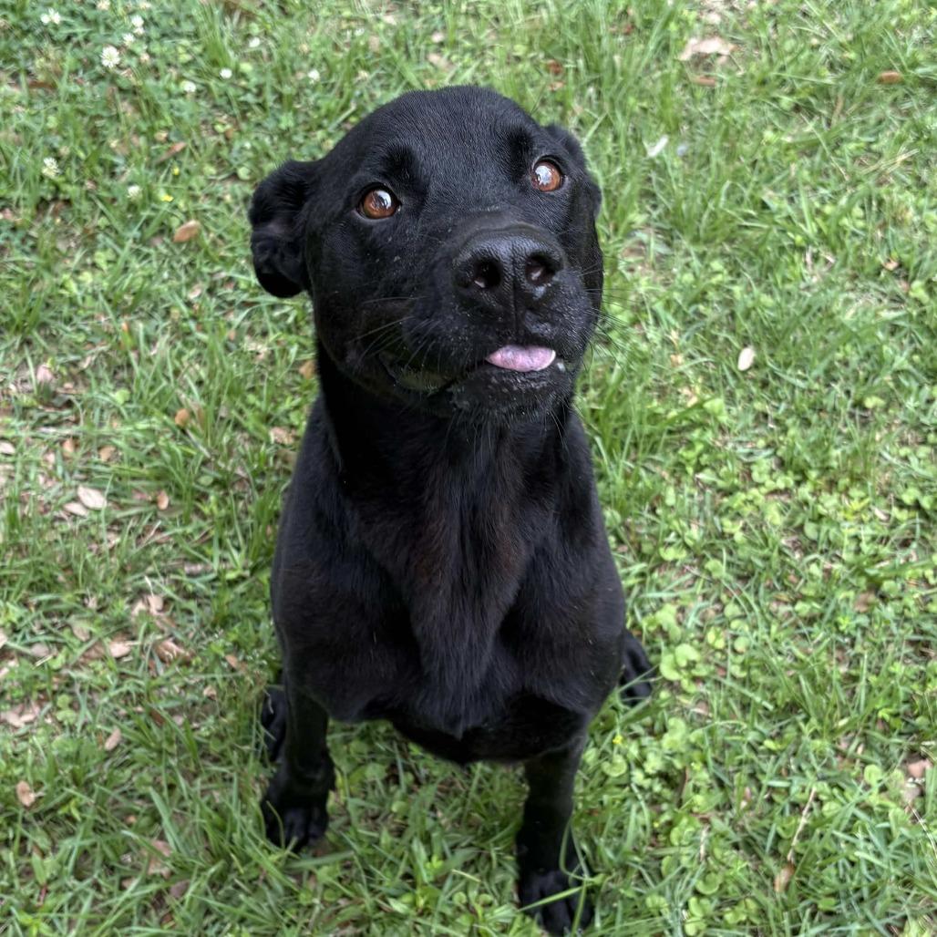 Enlarge Bubba, a Adoptable mixed breed in Beaumont, TX image 4/6