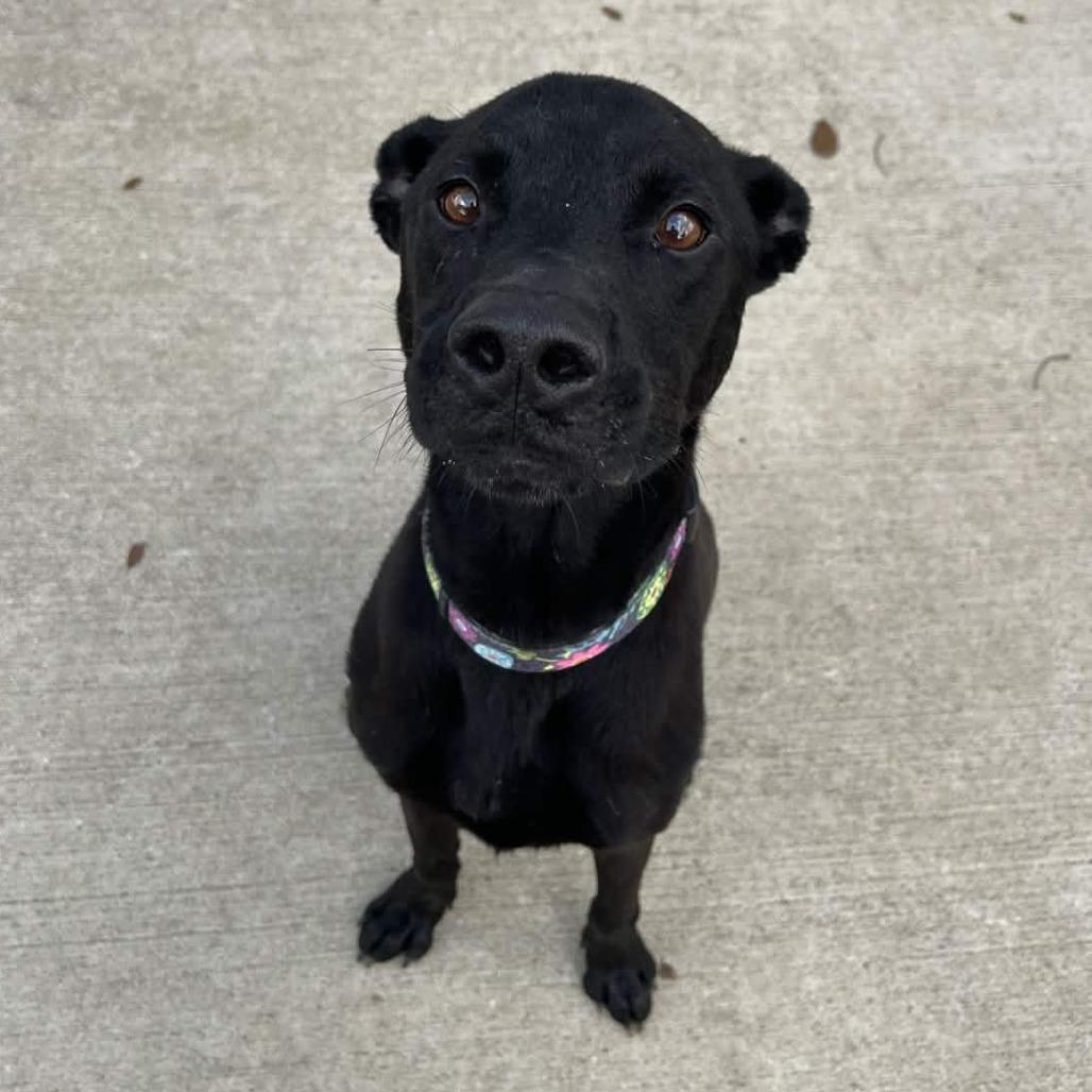 Enlarge Bubba, a Adoptable Black Labrador Retriever in Beaumont, TX image 5/6