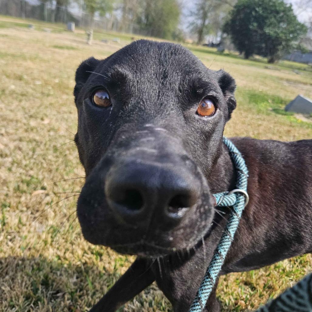 Enlarge Bubba, a Adoptable Black Labrador Retriever in Beaumont, TX image 6/6