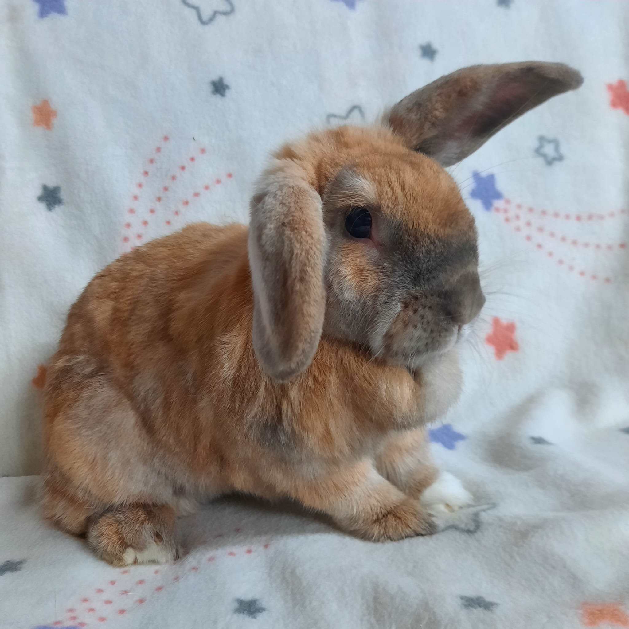 Rabbit for adoption Pumpkin, a Lop Eared in Montclair, CA Petfinder