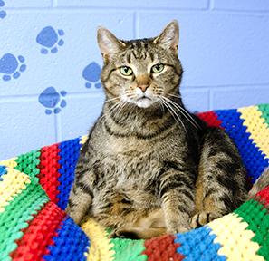 Mama, Adoptable, Senior Female Domestic Short Hair & Domestic Short Hair.