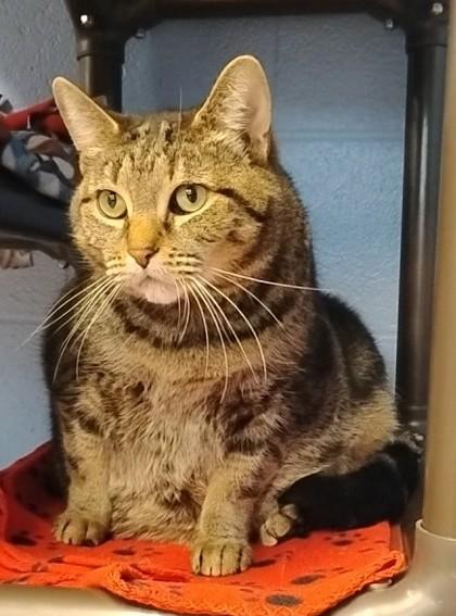 Enlarge Mama, a Adoptable Domestic Short Hair in Jamestown, NY image 2/3