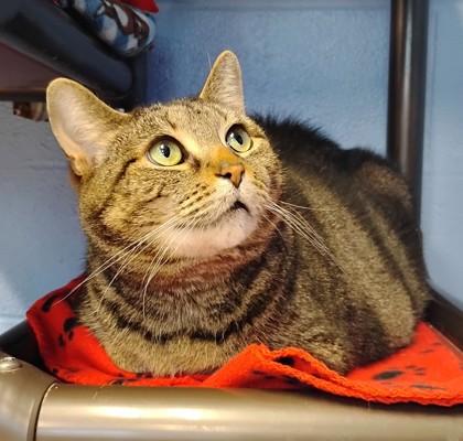 Enlarge Mama, a Adoptable Domestic Short Hair in Jamestown, NY image 3/3