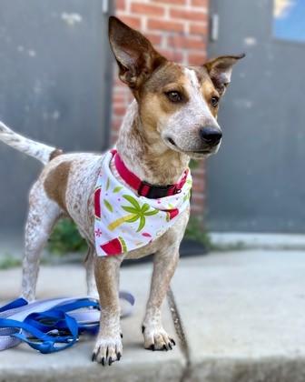 Bruno, Adoptable, Adult Male Parson Russell Terrier & Mixed Breed.