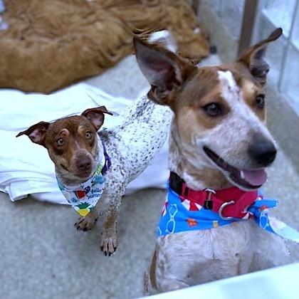 Bruno, a Adoptable mixed breed in Washington, DC image 2/3