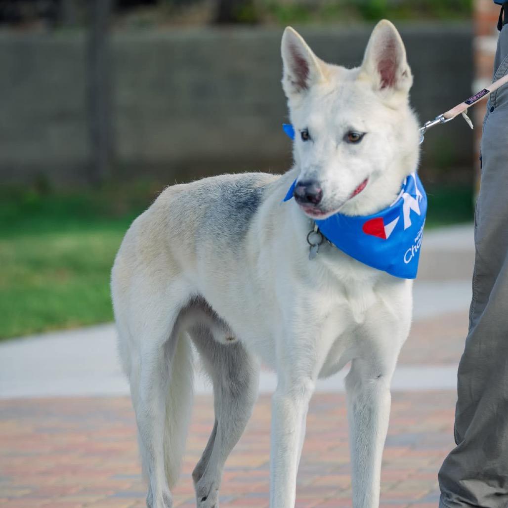 Enlarge Duke, a Adoptable White German Shepherd in Tulsa, OK image 1/6