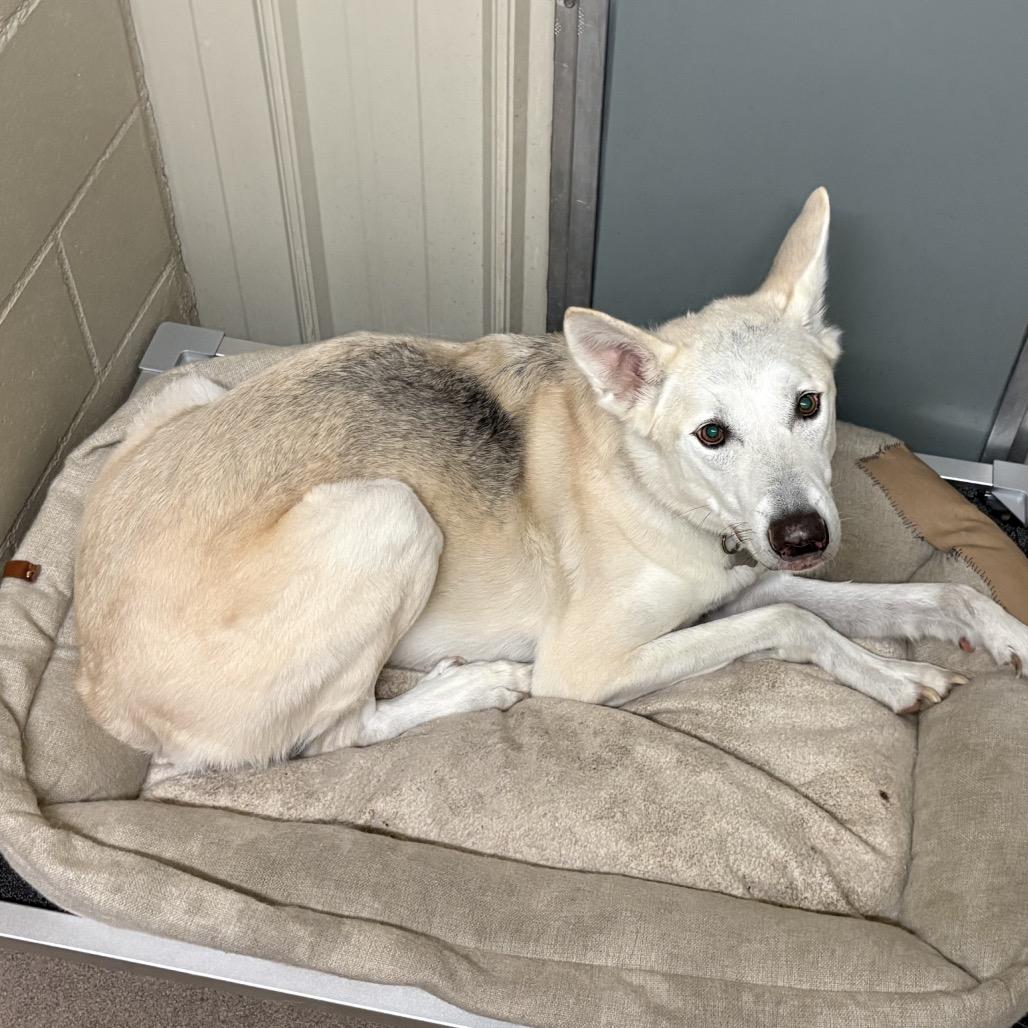 Enlarge Duke, a Adoptable White German Shepherd in Tulsa, OK image 2/6