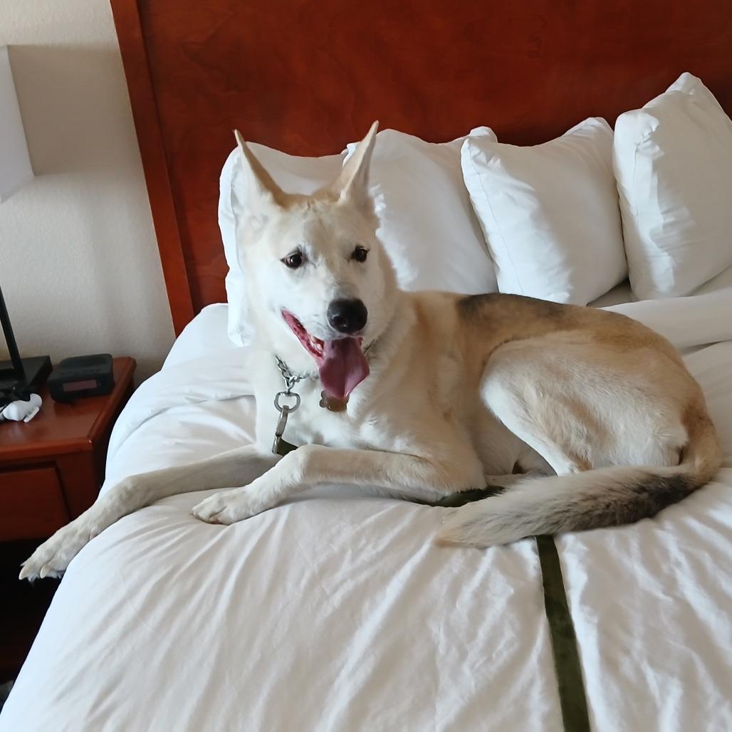 Enlarge Duke, a Adoptable White German Shepherd in Tulsa, OK image 3/6