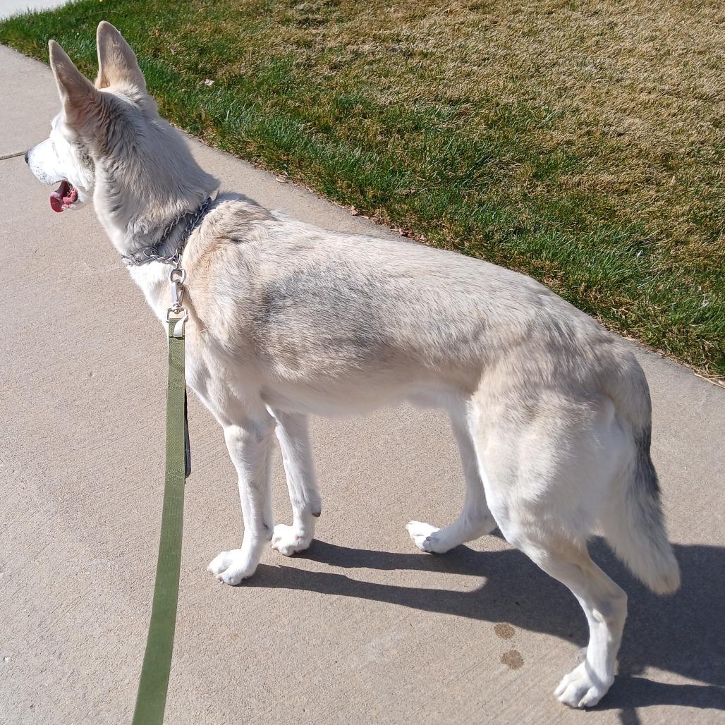 Enlarge Duke, a Adoptable White German Shepherd in Tulsa, OK image 4/6
